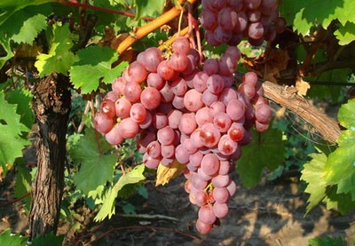 Soiul Bujoru – un nou soi de vita-de-vie