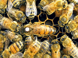 Cresterea artificiala a matcilor