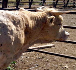 Dermatoza nodulara virala a rumegatoarelor – Reguli pentru fermieri