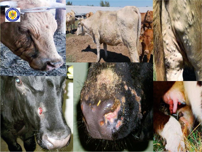 Dermatoza nodulara virala a rumegatoarelor - identificarea bolii