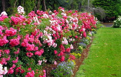 Gardul viu romantic din trandafiri