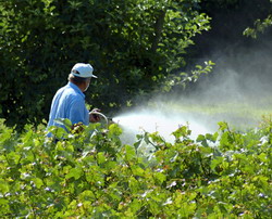Insecticide Actara si Mospilan de cea mai buna calitate, de la erbicid.ro
