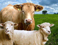 Legislatie asociatii crescatori de animale si utilizare pajisti