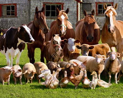 Ameliorarea animalelor: Consiliul European adopta norme imbunatatite