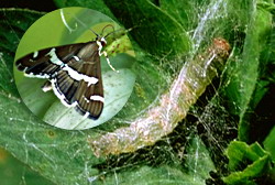 Omida de Stepa – Combaterea daunatorului