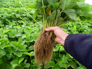 Pepinierele Hida - stoloni de capsuni