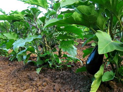 Plantatul patlagelelor vinete