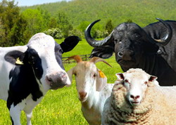 Plati ANT si sprijinul cuplat 2015 - bovine ovine caprine