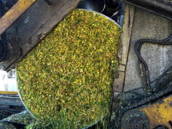 Prepararea nutreturilor murate in micile gospodarii taranesti