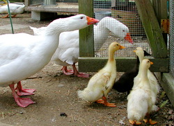 Cresterea bobocilor de gasca