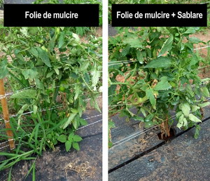 Sablarea buruienilor - erbicidare prin plivit abraziv la culturile de tomate