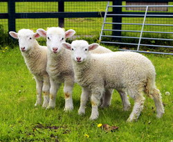 Targul de Miei, Pielicele si Produse Traditionale de la Popauti, Botosani