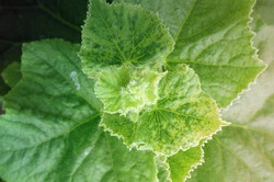 Combaterea bolilor foliare la castraveti si pepeni