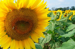 Avertizare: boli si daunatori la floarea soarelui