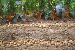 Tratament preventiv impotriva manei la Cartof si Tomate