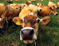 Dermatoza Nodulara Contagioasa si nevoia de vaccinare voluntara preventiva