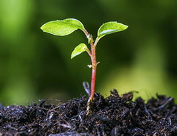 Lista pesticidelor utilizate in productia vegetala ecologica