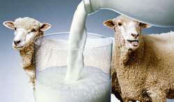 producere valorificare lapte de oaie