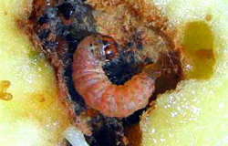 Combaterea viermelui merelor la mar, par si gutui