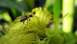 Adultii de Diabrotica vergifera