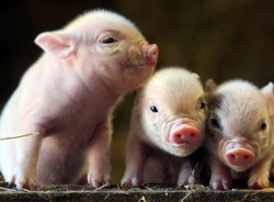 Carenta de fier la purcei