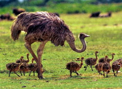 Clocirea naturala si artificiala a oualor de strut