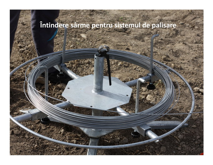 Etapele infiintarii unei livezi de pomi fructiferi - ICDP-HFH Page 19