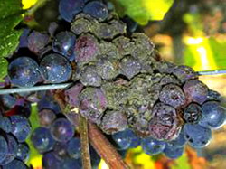 Fainare struguri si putregai cenusiu struguri