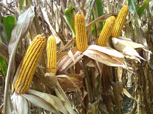 Hibrizi timpurii de porumb - Dekalb