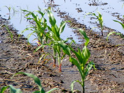 Hibrizi timpurii de porumb pentru zone cu exces de umiditate