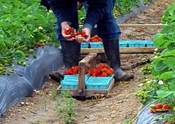 Locuri de munca sezoniera in Agricultura Spania – Campania 2017
