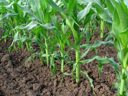 Intretinerea culturii de porumb