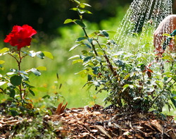 Lucrari de intretinere la trandafiri