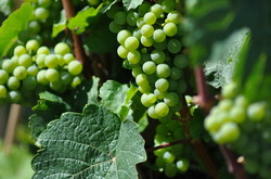 Luna iunie in vie – lucrari de sezon