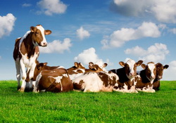 Hranirea si adaparea vacilor