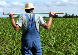 Perspectivele de Angajare de Forta de Munca in Agricultura