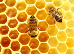 Producerea mierii in sectiuni