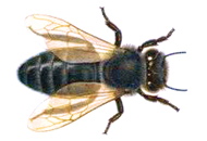 Rasa de albine germana - Apis mellifera