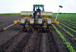 Semanatul ridichilor de iarna