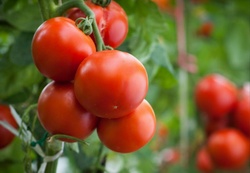 Recomandari de sezon: Combaterea manei la tomate cu Captadin 80 PU sau Dithane M45