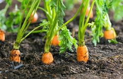 Cultura de vara a morcovului