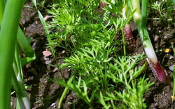 Tehnologia de cultura intercalata de morcovi cu ceapa