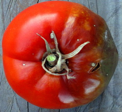 Sfaturi practice pentru gospodari. Cu ce se combate mana la tomate?