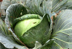 Aparitia unor daunatori la Varza (Brassica oleracea)