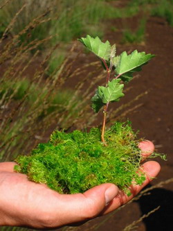 drenarea zonelor mlastinoase cu turba