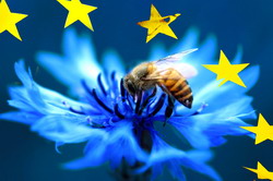 CE aproba Programul National Apicol pentru perioada 2017 – 2019