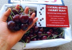 Noua Zeelanda – Zeci de milioane de dolari prin exportul de cirese proaspete