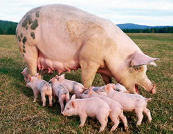 Cresterea porcinelor - puerperium si lactatia la scroafe