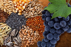 Evaluarea productiei agricole in luna iulie