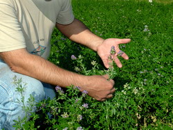 Exportul de lucerna romaneasca – Misiunea de audit a delegatiei din China a ajuns la final